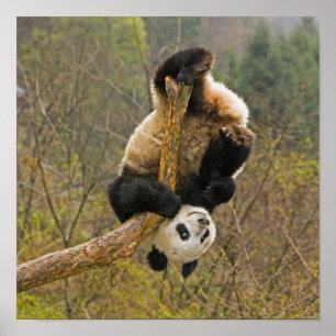 Póster Reserva de Wolong Panda, China, 2 años y medio de 