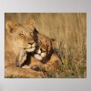 Póster Reserva del juego de África, Kenia, Mara del