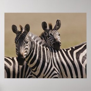 Póster Reserva nacional de Mara del Masai, Kenia, julio
