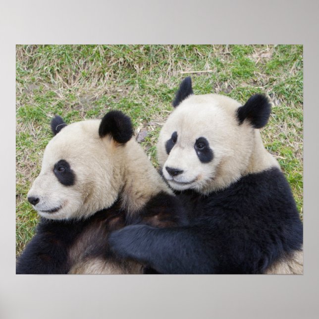Póster Reserva Wolong, China, abrazo gigante de panda (Frente)