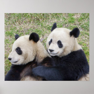 Póster Reserva Wolong, China, Oso panda gigante abrazando