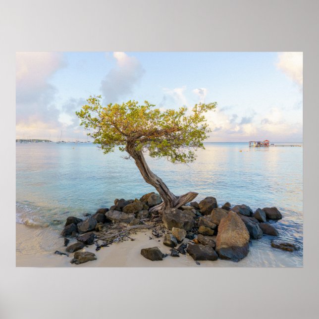 Póster Resilient tree, soft coastal Caribbean (Frente)