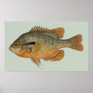 Póster Respiración del pez dorado - Lepomis auritus