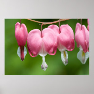 Póster respirador de sangrado