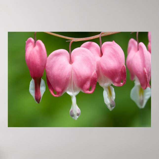 Póster respirador de sangrado (Frente)