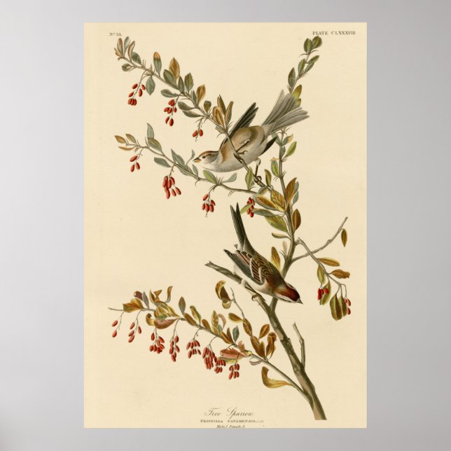 Póster Resplandor de árbol (Frente)