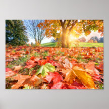Resplandor de Otoño – Fotografía de Naturaleza Col