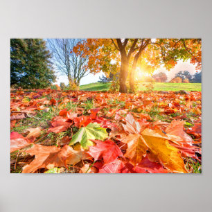 Póster Resplandor de Otoño – Fotografía de Naturaleza Col