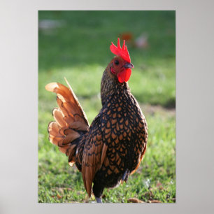 Póster "Resplandor del gallo "