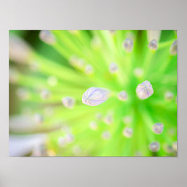 Póster Resplandor en Flor: Agapanto Matutino