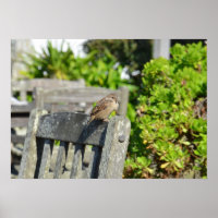 Resplandor En Una Silla De Jardín