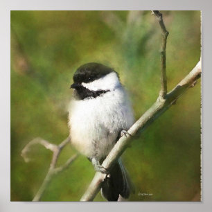 Póster Resting Chickadee - ETSY