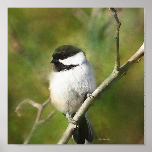 Póster Resting Chickadee - ETSY (Frente)