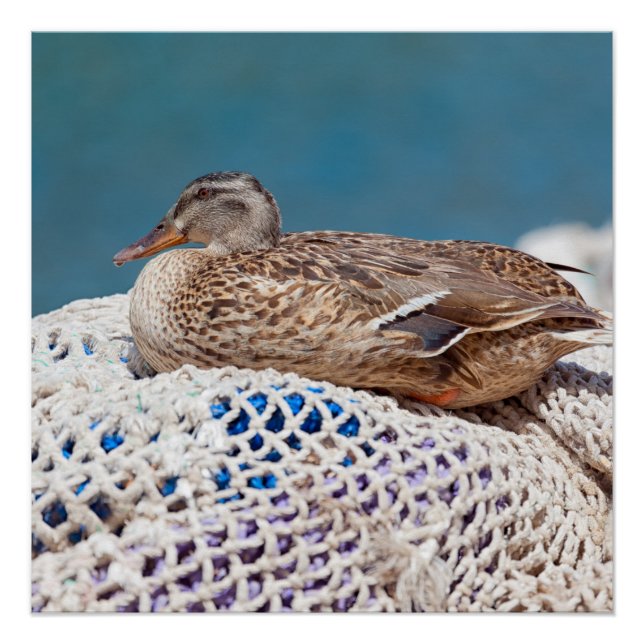 Póster Resting Duck (Anverso)