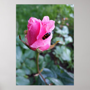 Póster resting on a rose