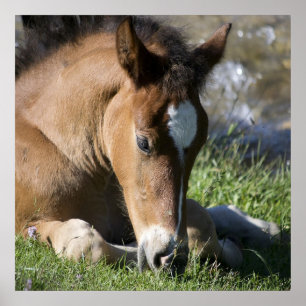 Póster Resting Wild Pony