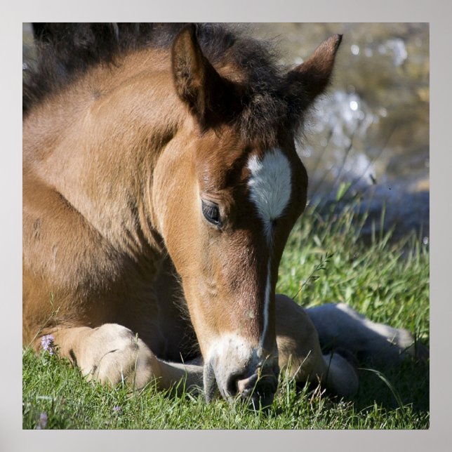 Póster Resting Wild Pony (Frente)