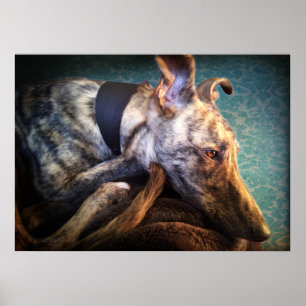 Póster Resto Lurcher Lurcher Lurcher Sight Hound