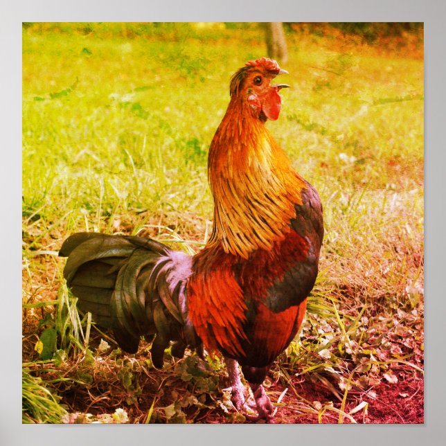 Póster Resumen de animales de la granja de gallos de gall (Frente)