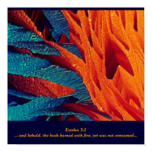 Resumen de Bush en llamas