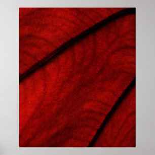 Póster Resumen de Colocasia rojo y negro