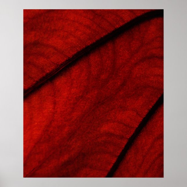 Póster Resumen de Colocasia rojo y negro (Frente)