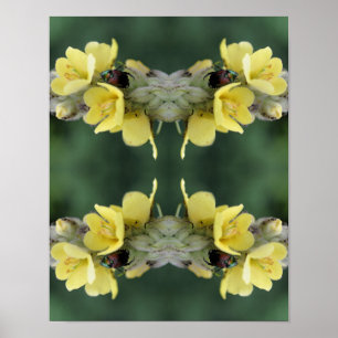 Póster Resumen De Escarabajo En Flor De Mullein Silvestre
