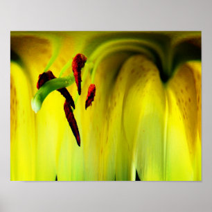 Póster Resumen de Flor de Flor de Lily