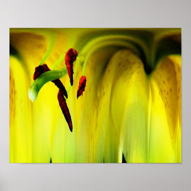 Póster Resumen de Flor de Flor de Lily (Frente)