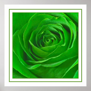 Póster Resumen de fotos del centro de Rosas verde esmeral