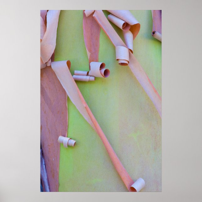 Póster Resumen de la corteza de árbol de madrone (Frente)