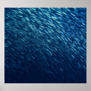 Póster Resumen de la escuela de peces subacuáticos