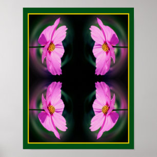 Póster Resumen de la Flor Cosmos Rosa Única