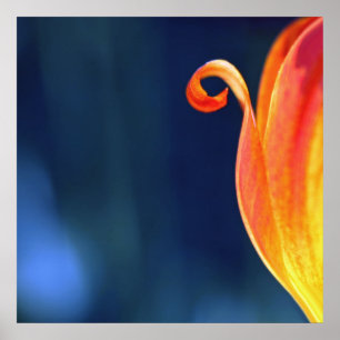 Póster Resumen de la macro del curl del tulipán del naran