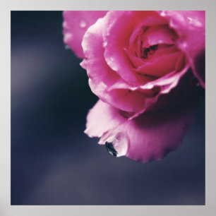 Póster Resumen de la macro Rosa Rosa rosa
