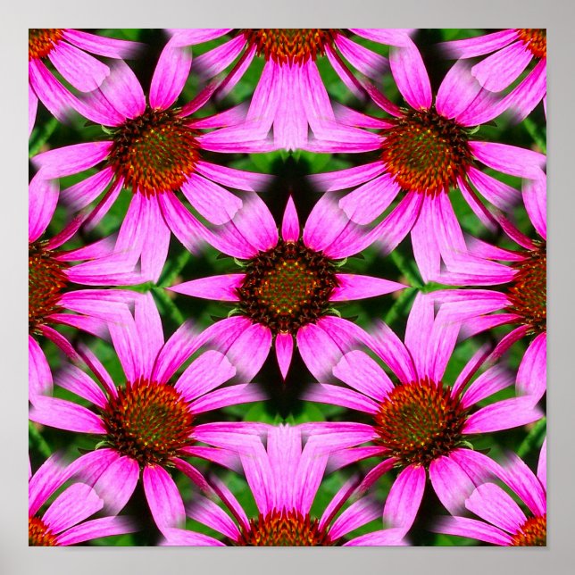 Póster Resumen de las flores rosadas de margarita (Frente)