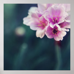 Póster Resumen de macro Flores Rosa Delicadas