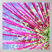 Resumen de Yucca psicodélica