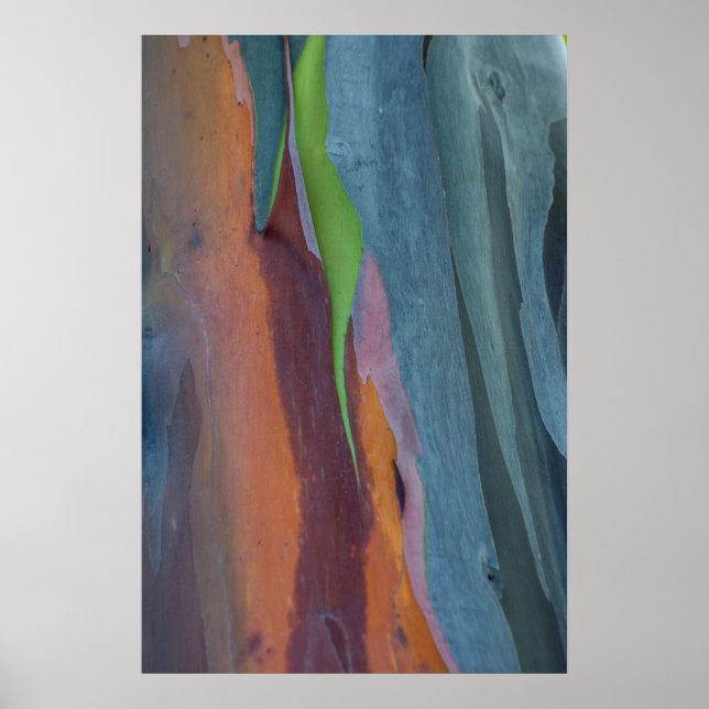 Póster Resumen Del Árbol De Goma Arcoiris (Frente)