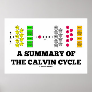 Póster Resumen Del Ciclo Calvino (Fotosíntesis)