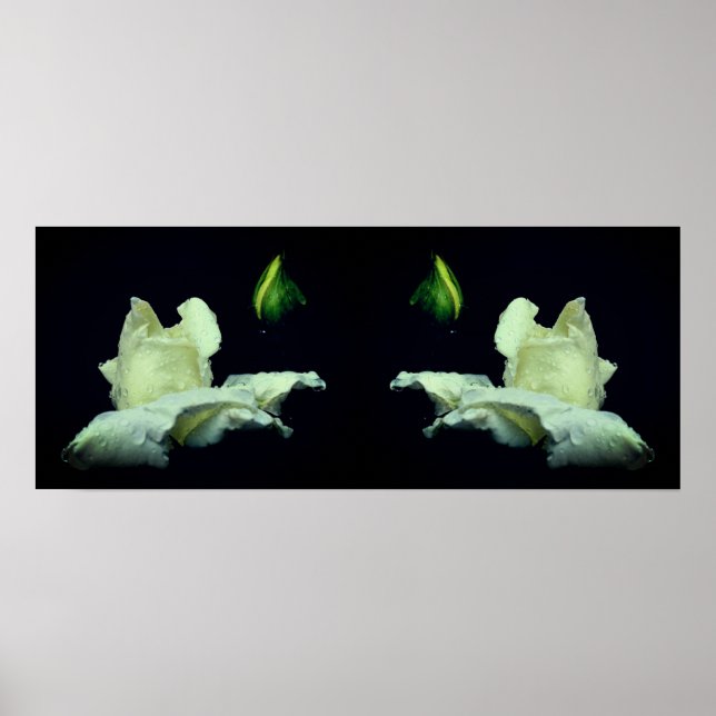 Póster Resumen del Espejo de Flores Rosebud Blancas (Frente)