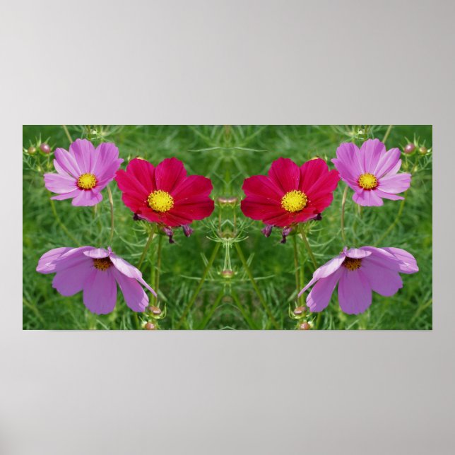 Póster Resumen del espejo del trío de flores Cosmos (Frente)