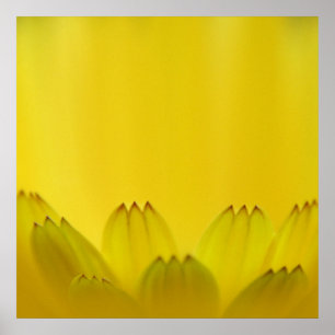 Póster Resumen moderno Pétalos de flores amarillas de col