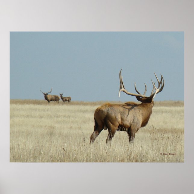 Póster Retador de alce toro E20 (Frente)