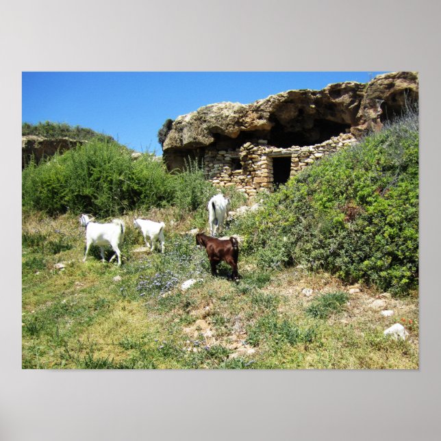 Póster Retirada de cabra (Frente)