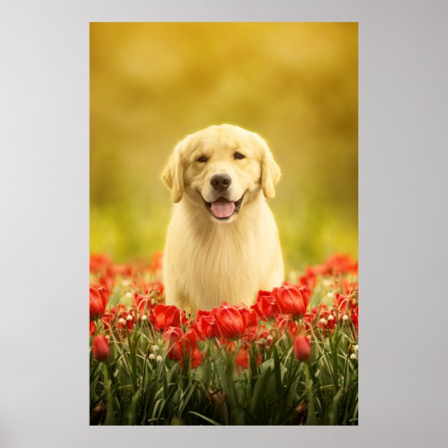 Póster Retirador de oro en flores rojas (Frente)