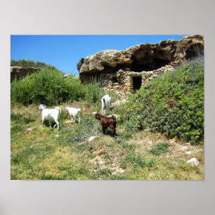 Póster Retiro de cabras