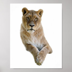 Póster Retrato aislado de lioness postal clásico roun