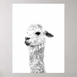 Póster Retrato animal de granja de llama blanco y negro