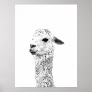 Póster Retrato animal de granja de llama blanco y negro